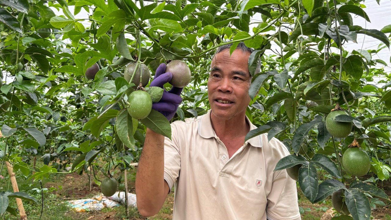 NÔNG DÂN ĐỊA BÀN XÃ TU TRA TRỒNG CHANH DÂY XUẤT KHẨU